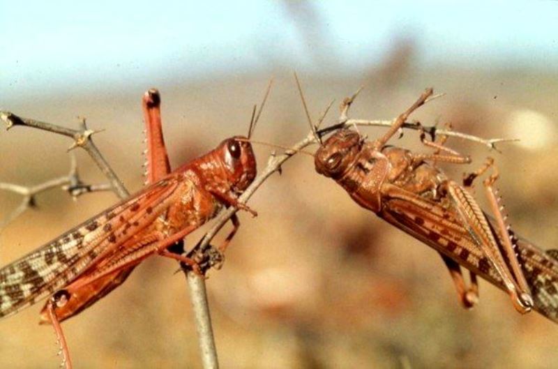 هجوم ملخ ها به دشت ورامین هجوم ملخ ها به دشت ورامین