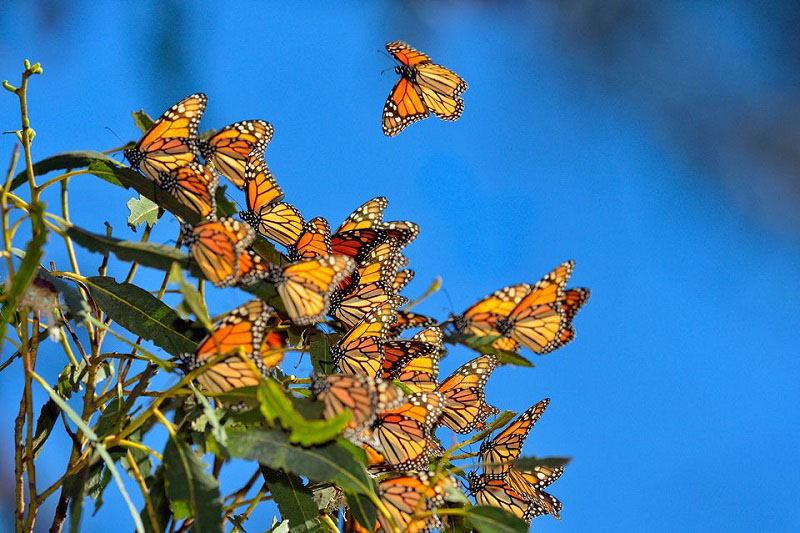 حضور پروانه ها در مزارع استان مركزي خسارتي ندارند