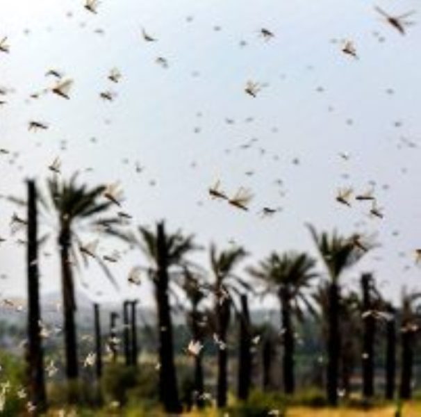 ملخ ها به نخیلات گناوه خسارت وارد كردند ملخ ها به نخیلات گناوه خسارت وارد كردند