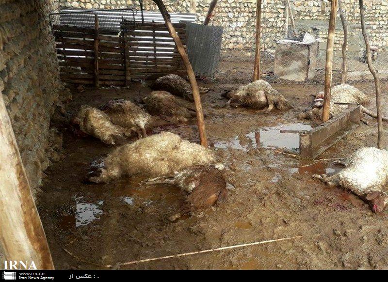 یك هزار و 220 راس دام در سیل خوزستان تلف شدند