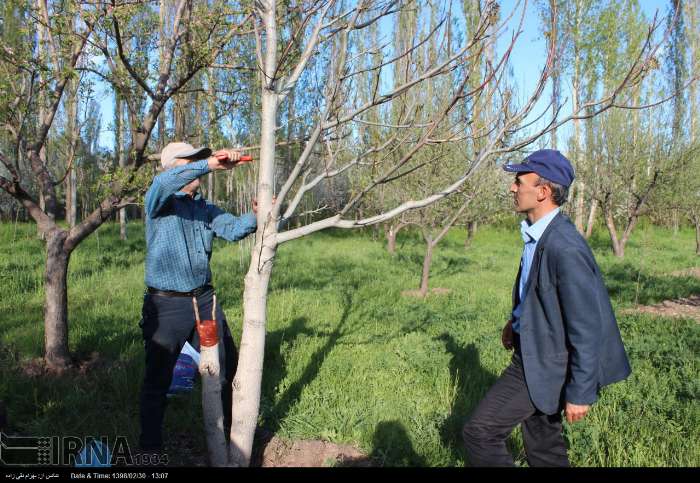 سالانه ۸۰ هزار پیوندک گردو در همدان اجرا می شود