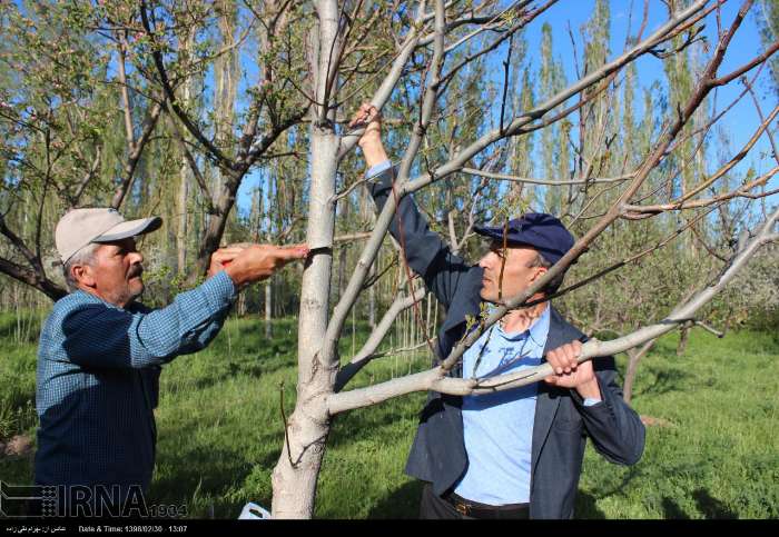 گردو، محصولی که جان می گیرد