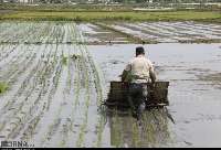 نشاء مكانيزه برنج در افزون بر 120 هزار هكتار شاليزار گيلان