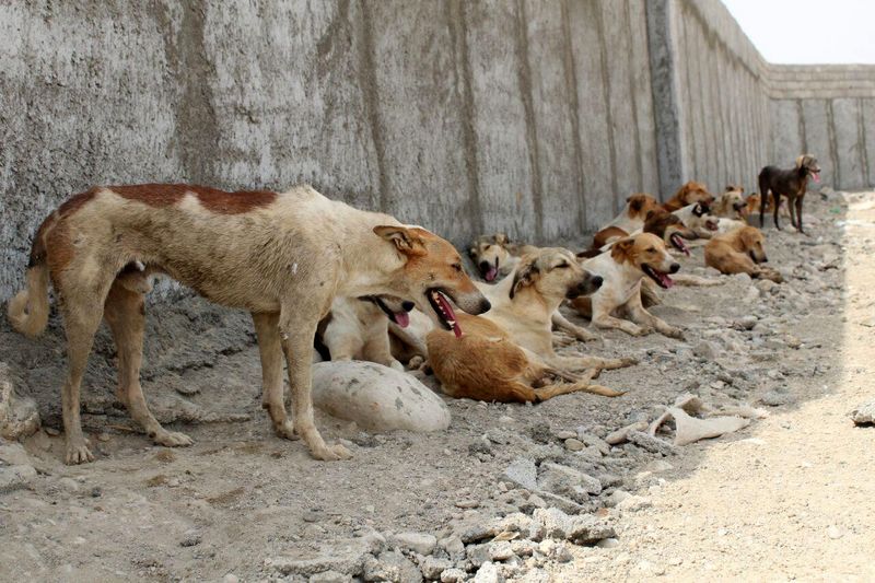 شهرداری تهران: سگ كُشی نكرده ایم