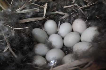 پرندگان مهاجر در تالاب كاني برازان مهاباد تخمگذاري كردند