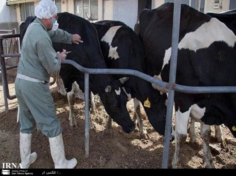 بروز بيماري تب برفكي در مناطق سيل زده خوزستان گزارش نشده است بروز بيماري تب برفكي در مناطق سيل زده خوزستان گزارش نشده است