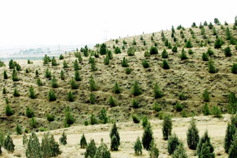 عمليات جنگل كاري در 16 هكتار از اراضي ملي ري انجام شد