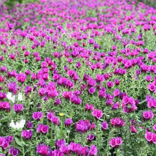 افزايش 10 درصدي برداشت گل گاوزبان در اشكورات رودسر افزايش 10 درصدي برداشت گل گاوزبان در اشكورات رودسر