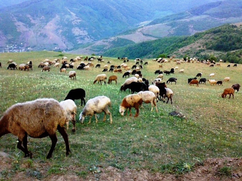 از ورود دام های غیرمجاز به دشت لار جلوگیری می شود از ورود دام های غیرمجاز به دشت لار جلوگیری می شود
