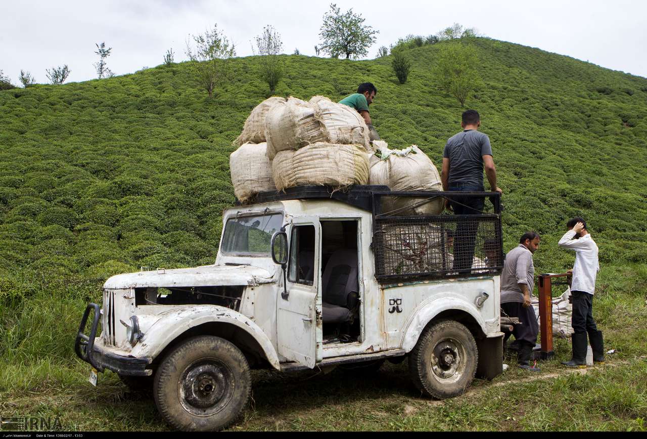 صندوق توسعه صنعت چای پشتیبان مهمی در رونق چایكاری است صندوق توسعه صنعت چای پشتیبان مهمی در رونق چایكاری است