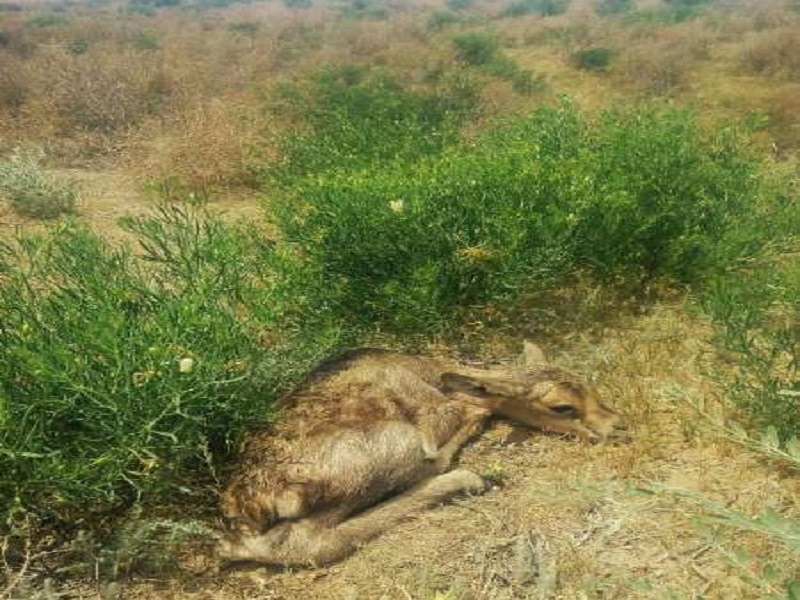 دهمين نسل آهو در سايت چشمه گل شهرستان تربت جام متولد شد دهمين نسل آهو در سايت چشمه گل شهرستان تربت جام متولد شد