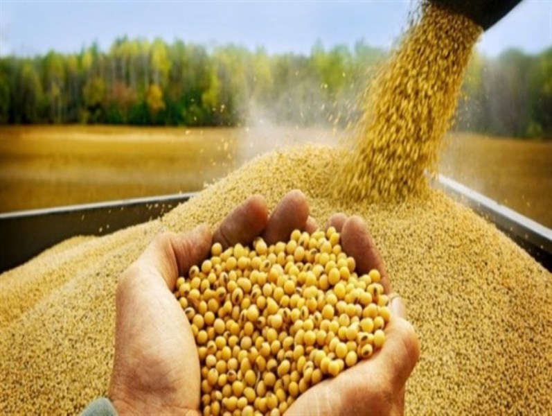 درآمدزایی صنعت بذر مورد غفلت قرار گرفته است درآمدزایی صنعت بذر مورد غفلت قرار گرفته است