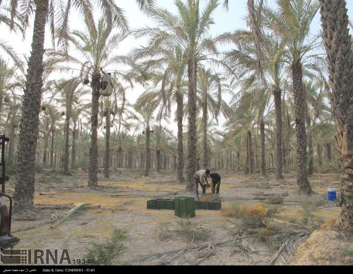 حفرچاه كشاورزي درمحله گلستان اهرم ضروري است حفرچاه كشاورزي درمحله گلستان اهرم ضروري است