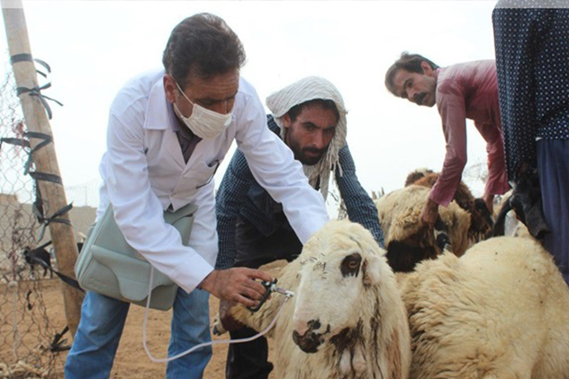 285 هزار راس دام در زنجان عليه بيماري هاي مشترك واكسينه شد 285 هزار راس دام در زنجان عليه بيماري هاي مشترك واكسينه شد